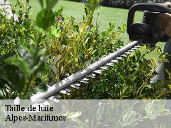 Taille de haie Alpes-Maritimes