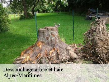 Dessouchage arbre et haie Alpes-Maritimes 