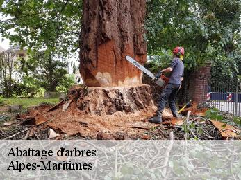 Abattage d'arbres Alpes-Maritimes