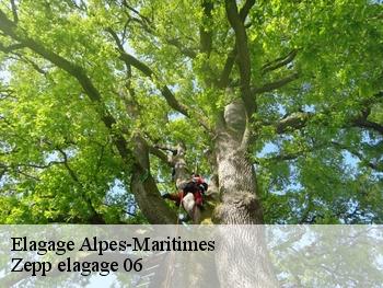 Elagage 06 Alpes-Maritimes  Zepp elagage 06