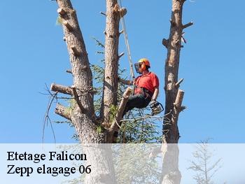 Etetage  falicon-06950 Zepp elagage 06