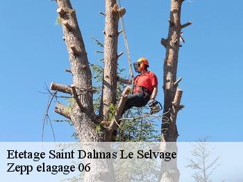Etetage saint-dalmas-le-selvage-06660 Zepp elagage 06