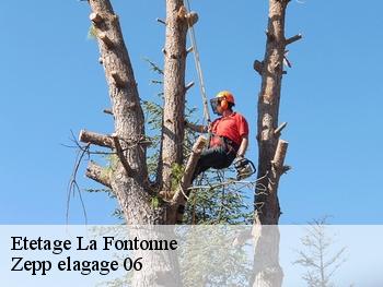 Etetage  la-fontonne-06600 Zepp elagage 06