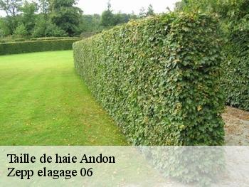 Taille de haie  andon-06750 Zepp elagage 06