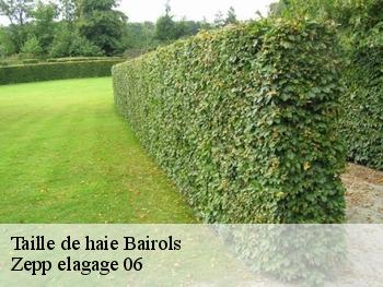 Taille de haie  bairols-06420 Zepp elagage 06