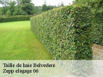 Taille de haie  belvedere-06450 Zepp elagage 06