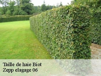 Taille de haie  biot-06410 Zepp elagage 06