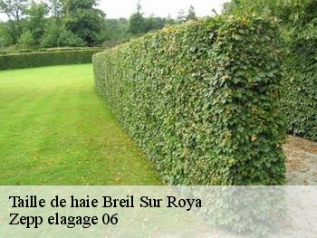 Taille de haie  breil-sur-roya-06540 Zepp elagage 06