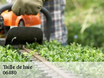 Taille de haie 06480
