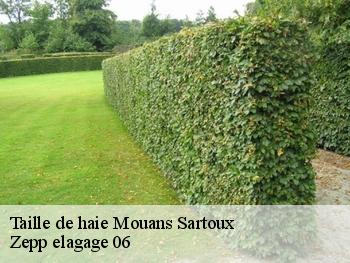 Taille de haie  mouans-sartoux-06370 Zepp elagage 06