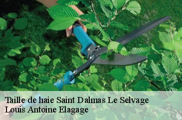Taille de haie  saint-dalmas-le-selvage-06660 Louis Antoine Elagage