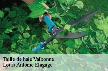 Taille de haie  valbonne-06560 Louis Antoine Elagage