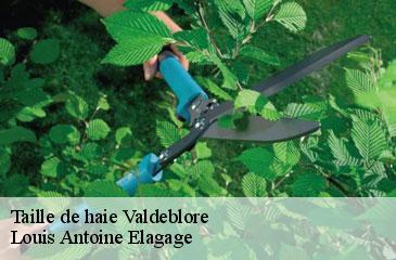 Taille de haie  valdeblore-06420 Louis Antoine Elagage