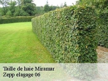 Taille de haie miramar-06590 Zepp elagage 06