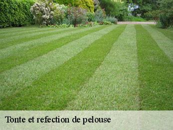 Tonte et refection de pelouse