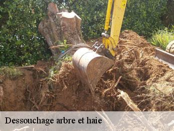 Dessouchage arbre et haie