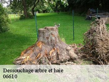 Dessouchage arbre et haie  06610