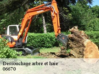Dessouchage arbre et haie  06670