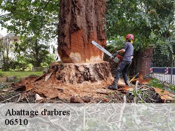 Abattage d'arbres  06510