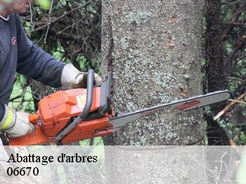 Abattage d'arbres 06670