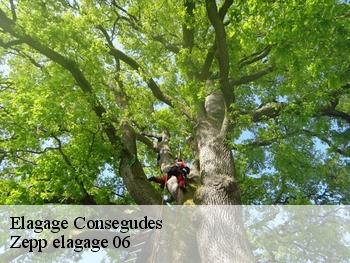 Elagage consegudes-06510 Zepp elagage 06