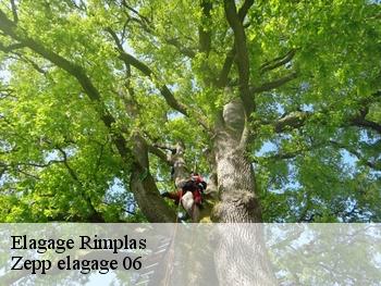 Elagage  rimplas-06420 Zepp elagage 06